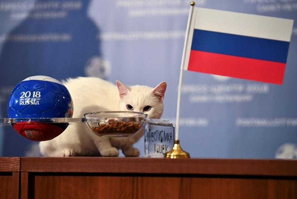 nhà tiên tri của World Cup 2018 - chú mèo điếc Achilles hình 2