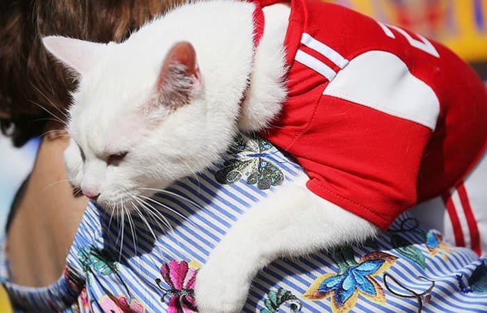 nhà tiên tri của World Cup 2018 - chú mèo điếc Achilles hình 3